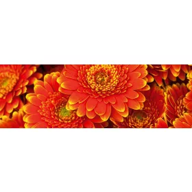 GERBERA öntapadós konyhai poszter, 180x60 cm