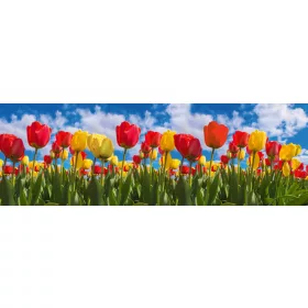 SPRING TULIP FIELD öntapadós konyhai poszter, 180x60 cm