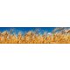 WHEAT FIELD öntapadós konyhai poszter, 260x60 cm