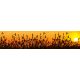 REED AGAINST SUNSET öntapadós konyhai poszter, 260x60 cm