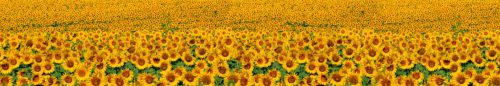 SUNFLOWERS öntapadós konyhai poszter, 350x60 cm