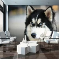 Állatok fotótapéták